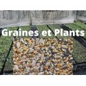 GRAINES ET PLANTS